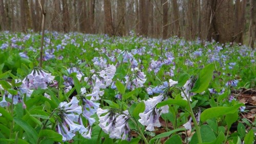A lush forest floor covered with clusters of delicate purple and white flowers amidst green leaves.