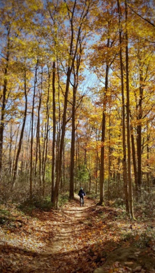 A person biking down a forest trail surrounded by tall trees with vibrant autumn leaves.