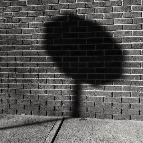 A shadow of a tree cast on a textured brick wall, creating a stark contrast in black and white.