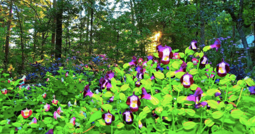 A vibrant garden filled with purple and green flowers, surrounded by lush greenery and dappled sunlight.