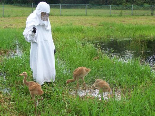 A person in a white protective suit stands near three young cranes in a grassy area by a pond.