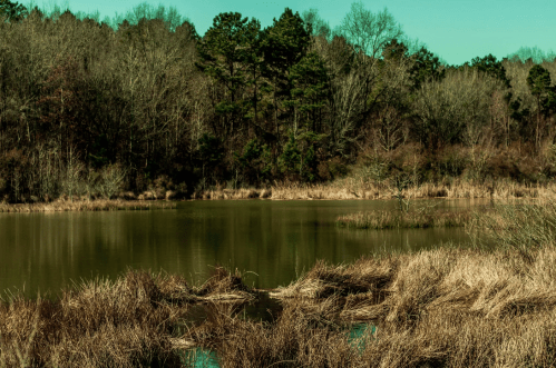 A serene pond surrounded by bare trees and tall grasses under a clear blue sky.