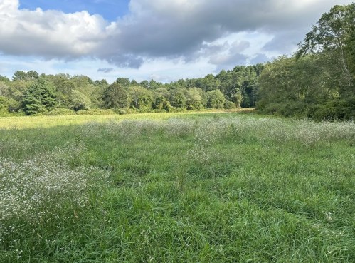 A lush green field with wildflowers, surrounded by trees under a partly cloudy sky.