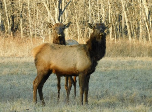 Two elk standing in a grassy field with trees in the background, one looking directly at the camera.