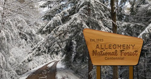 A snowy path through trees leads to a wooden sign for Allegheny National Forest, established in 1923.