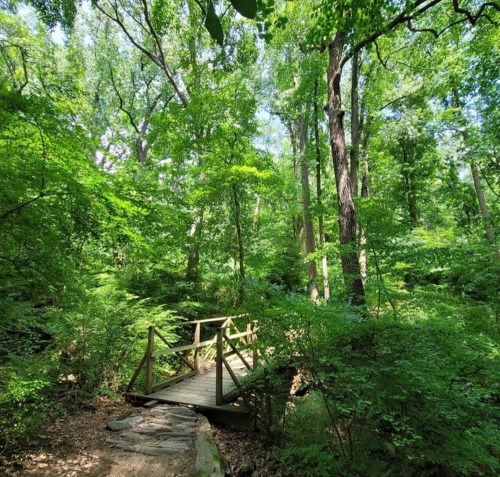 A wooden bridge crosses a small stream in a lush, green forest filled with tall trees and dense foliage.