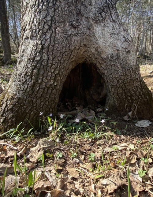 A large tree trunk with a hollow base, surrounded by green grass and fallen leaves in a wooded area.