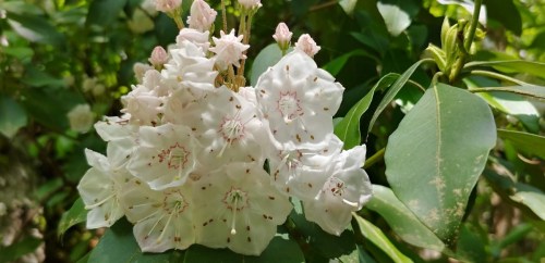 A cluster of white flowers with pink buds surrounded by green leaves.