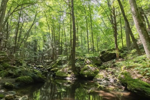 Lush green forest with tall trees, moss-covered rocks, and a calm stream reflecting the vibrant foliage.