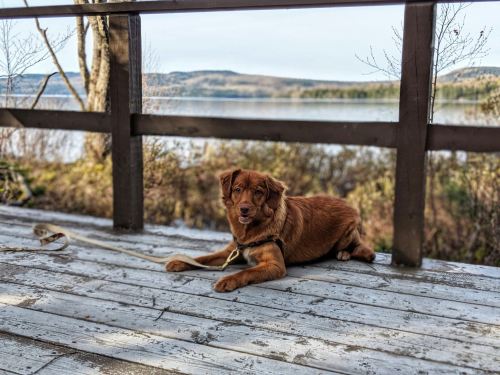 A brown dog lying on a wooden deck by a lake, surrounded by trees and hills in the background.
