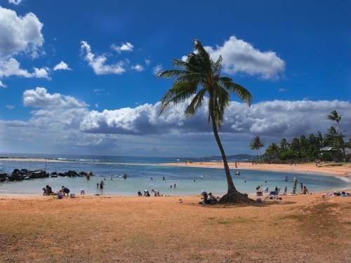 A sunny beach scene with a palm tree, people swimming, and clouds in a blue sky.