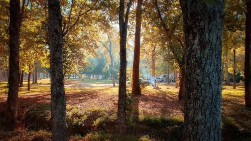 Sunlight filters through trees in a serene forest, casting warm autumn hues on the ground and illuminating a peaceful scene.