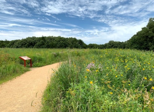 A winding path through a vibrant field of wildflowers under a blue sky with scattered clouds.
