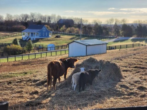 Cows and a sheep feeding on hay in a pasture with a house and trees in the background under a clear sky.