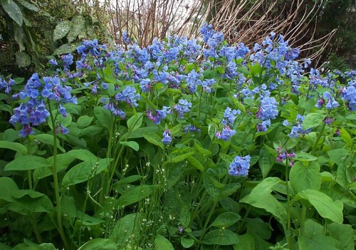 A vibrant patch of blue flowers surrounded by lush green leaves in a garden setting.