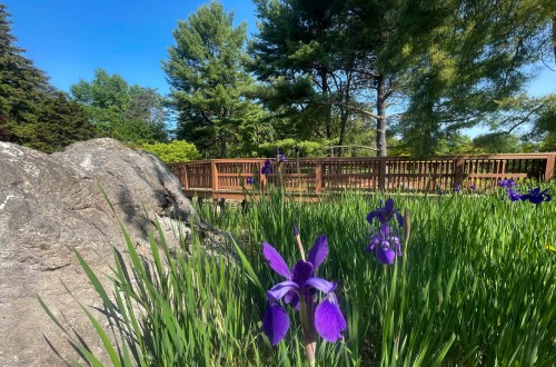 A vibrant garden with purple irises in the foreground and a wooden bridge surrounded by trees in the background.