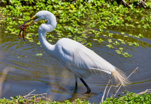 A white heron stands in water, holding a red crab in its beak, surrounded by green vegetation.