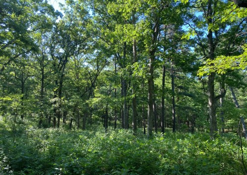Lush green forest with tall trees and dense underbrush under a clear blue sky.
