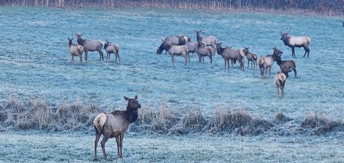 A herd of elk stands in a frosty field, with some grazing and others resting in a serene, wintry landscape.