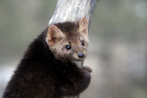 A small, furry animal with a round face and large eyes clings to a tree trunk in a natural setting.