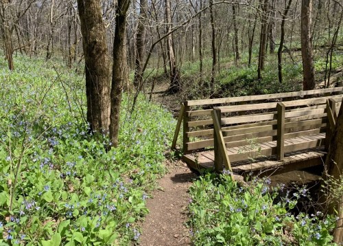 A wooden bridge crosses a small stream, surrounded by blooming wildflowers and lush greenery in a forested area.