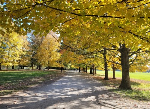 A serene path lined with vibrant yellow trees, casting shadows on a gravel walkway in a peaceful park setting.