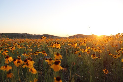 A field of yellow flowers blooms under a sunset, with rolling hills in the background.