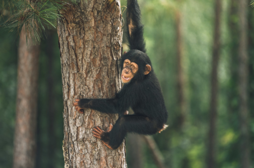 A playful chimpanzee hanging on a tree trunk, smiling in a lush green forest setting.