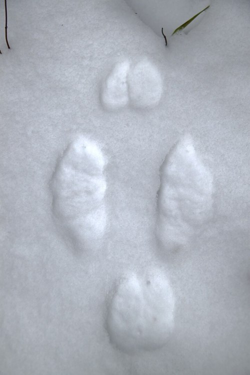 Animal tracks in fresh snow, showing two larger prints and a smaller one, indicating movement through the winter landscape.