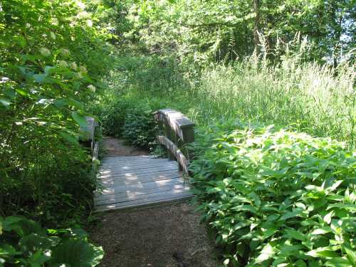 A wooden bridge leads through lush greenery and tall grass in a serene natural setting.