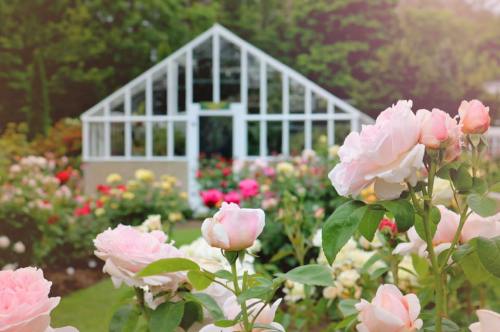 A lush garden filled with colorful roses, featuring a white greenhouse in the background.