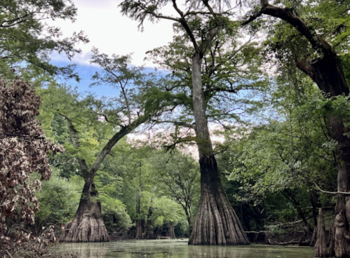 Two large cypress trees with distinctive knobby bases rise from a serene, green-tinted waterway under a blue sky.