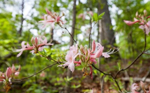 Delicate pink flowers bloom on a branch in a lush green forest setting.
