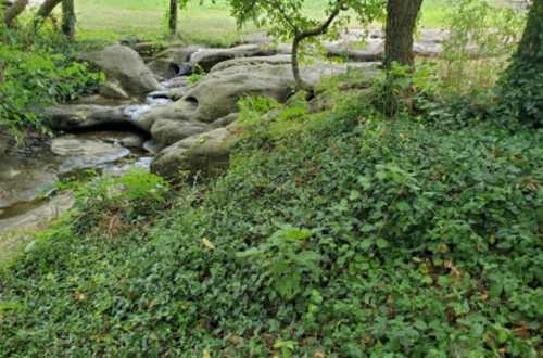 A serene stream flows over rocks, surrounded by lush greenery and trees in a peaceful natural setting.