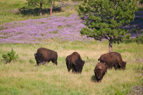 Four bison grazing in a field of purple wildflowers, with trees in the background under a clear blue sky.