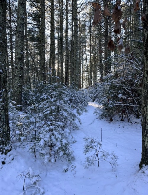 A snowy path winding through a forest of tall trees and evergreen shrubs, with soft sunlight filtering through.