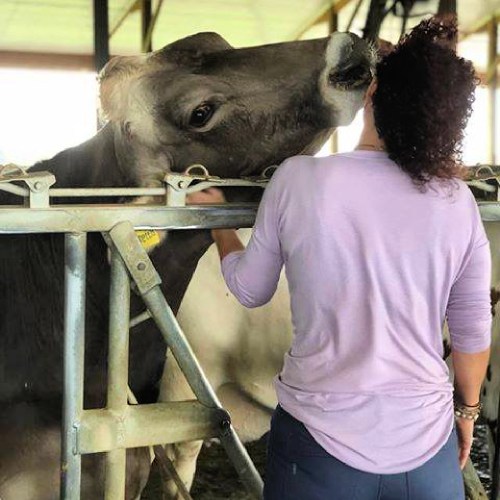 A person in a purple shirt interacts with a cow in a barn, showing a moment of connection.
