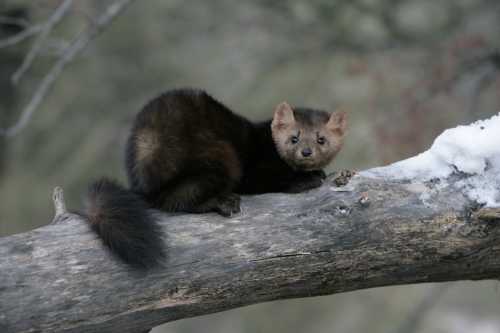 A small, furry animal with a dark coat and light face rests on a snow-covered log in a natural setting.