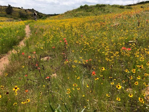 A vibrant field of wildflowers in various colors, with a winding path leading through the lush landscape.