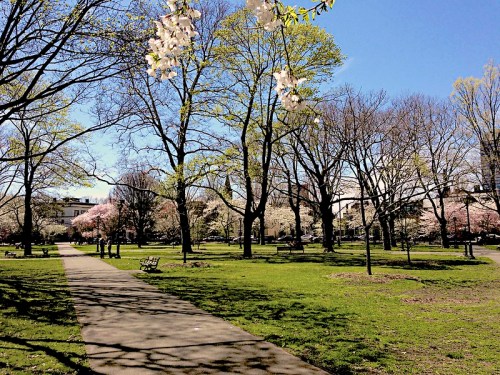 A sunny park scene with blooming trees, a path, and people walking, surrounded by green grass and blue skies.