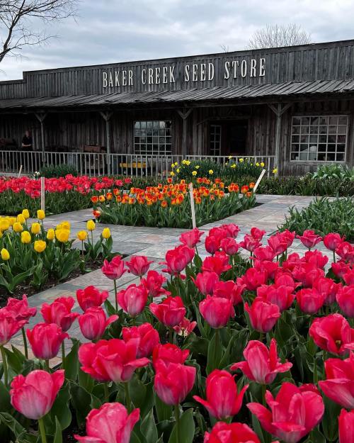 Colorful tulips in bloom in front of the rustic Baker Creek Seed Store, surrounded by a vibrant garden.
