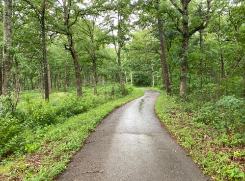 A winding, wet path through a lush green forest with tall trees and dense foliage on either side.