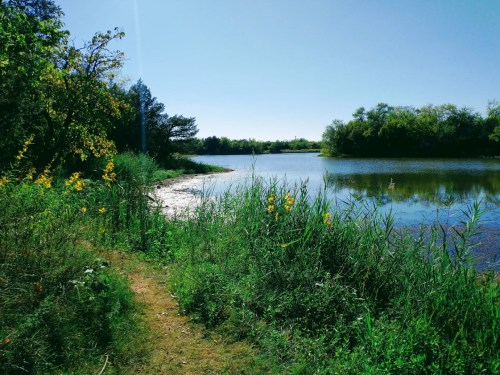 A serene lakeside scene with lush greenery and wildflowers under a clear blue sky.