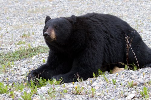A black bear resting on a rocky, gravelly surface surrounded by sparse vegetation.