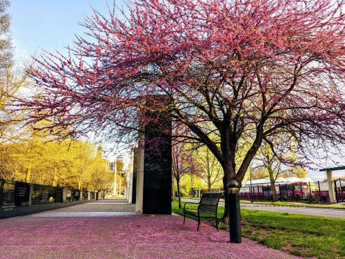 A vibrant pink tree stands beside a bench, with petals scattered on the ground and a pathway in a sunny park setting.