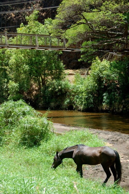 A brown horse grazes in a lush green area near a river, with a wooden bridge in the background.