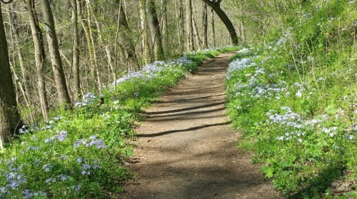 A winding dirt path through a forest, lined with blooming blue flowers and lush greenery on either side.