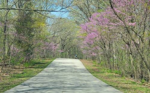 A serene pathway lined with blooming pink trees, surrounded by lush greenery on a sunny day.