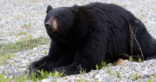 A black bear resting on a rocky ground surrounded by grass and small plants.