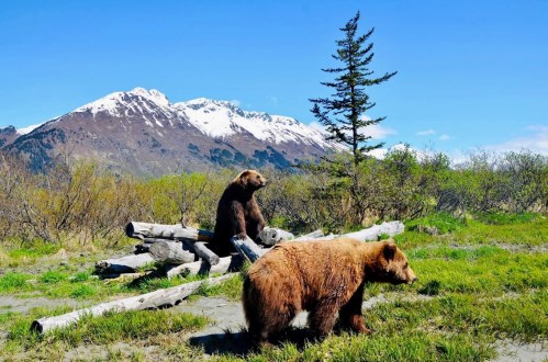 Two brown bears sit on logs in a grassy area, with snow-capped mountains and a tree in the background.
